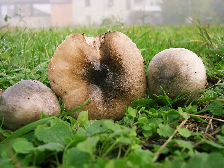 Volvariella speciosa variet glojocephala.